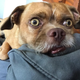 Imagen para el artículo titulado Bacon, el perro extremadamente preocupado es el meme viral que necesitábamos